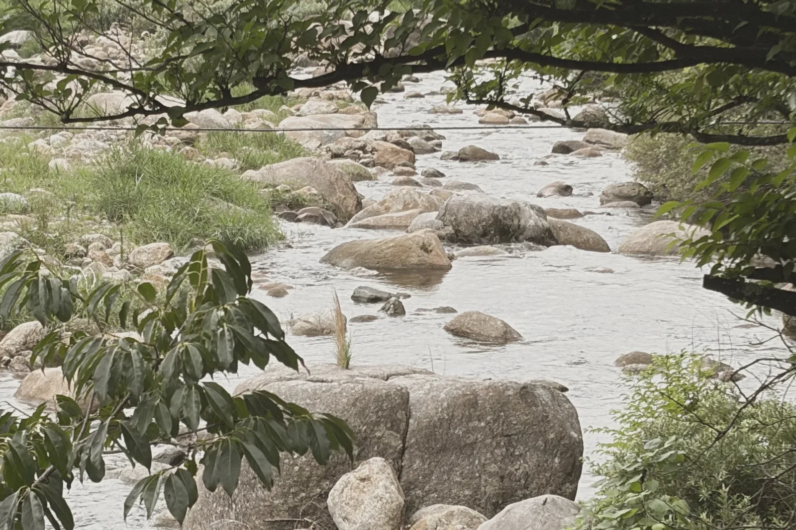 A shallow rocky stream running past overhanging tree branches.