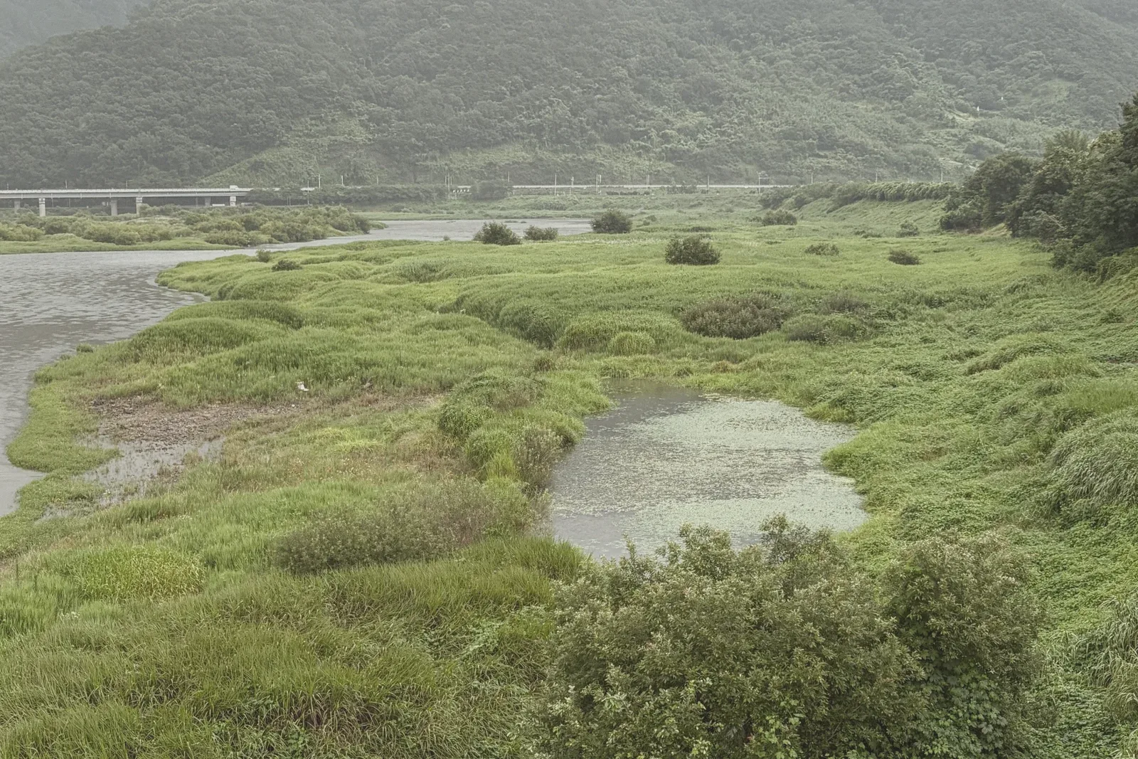 Green wetland grasses along a river bend beneath low hills.