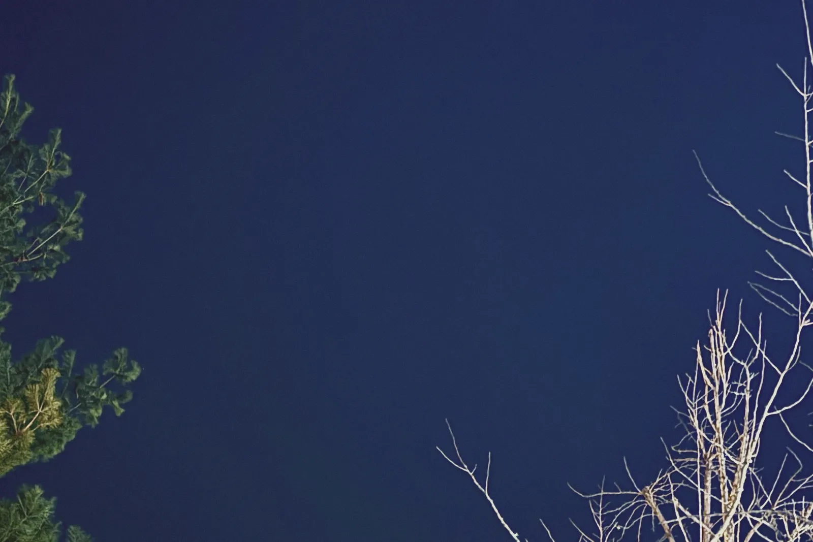 A dark blue night sky with a bare tree branch at the edge of the frame.