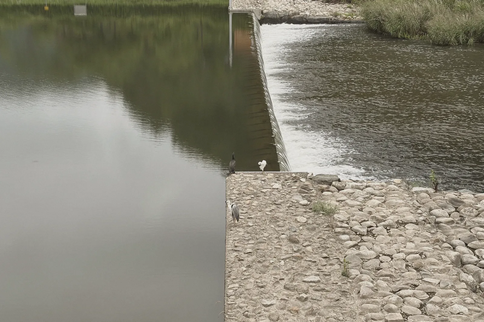 A small weir where water spills over a ledge, with wading birds resting on the stone edge.