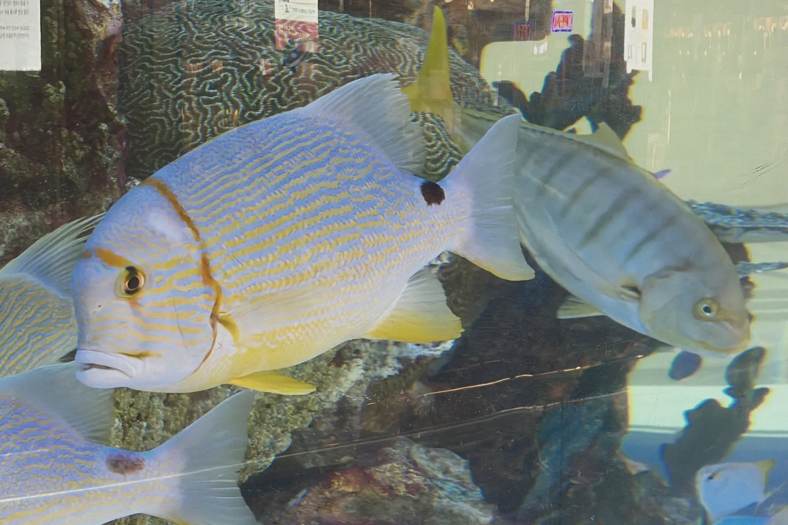 A colorful fish swimming close to aquarium glass.