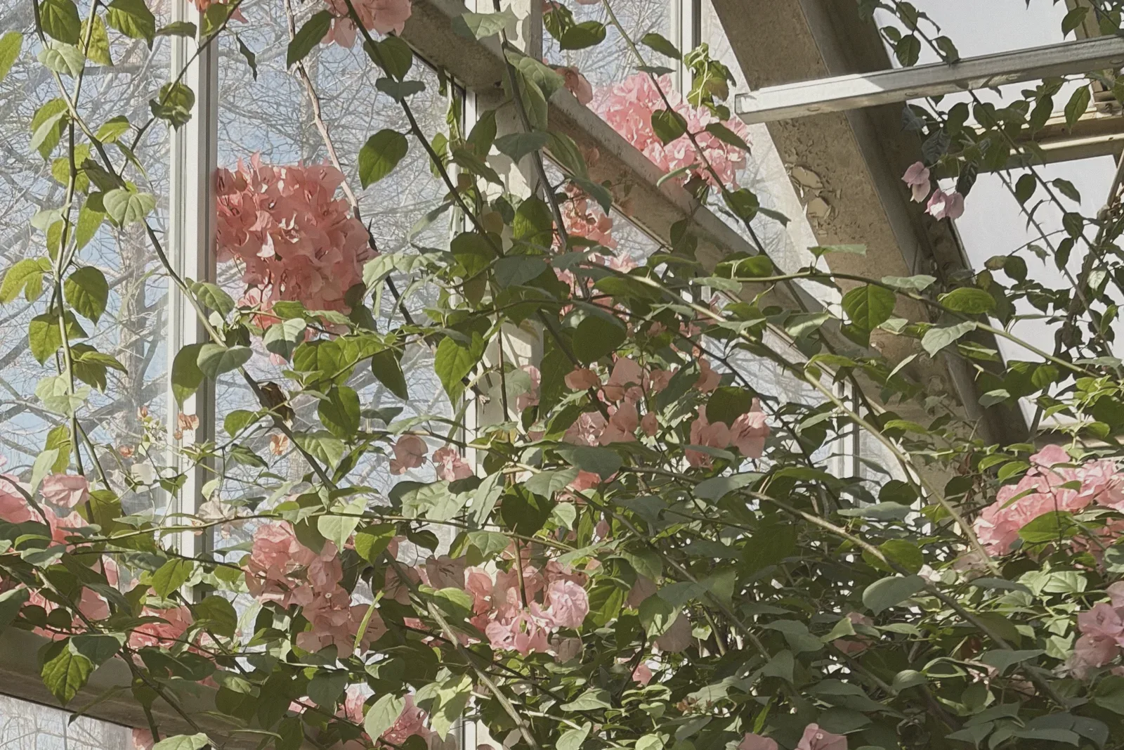 Pink camellia flowers blooming beside a tiled hanok roof.