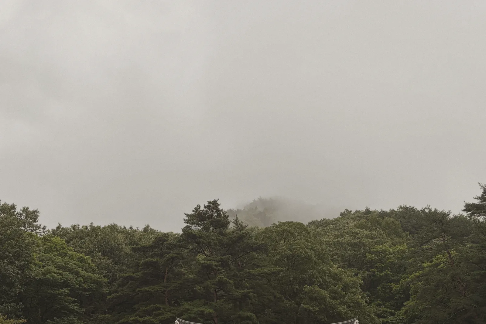 A foggy hillside with a dense treeline beneath heavy clouds.