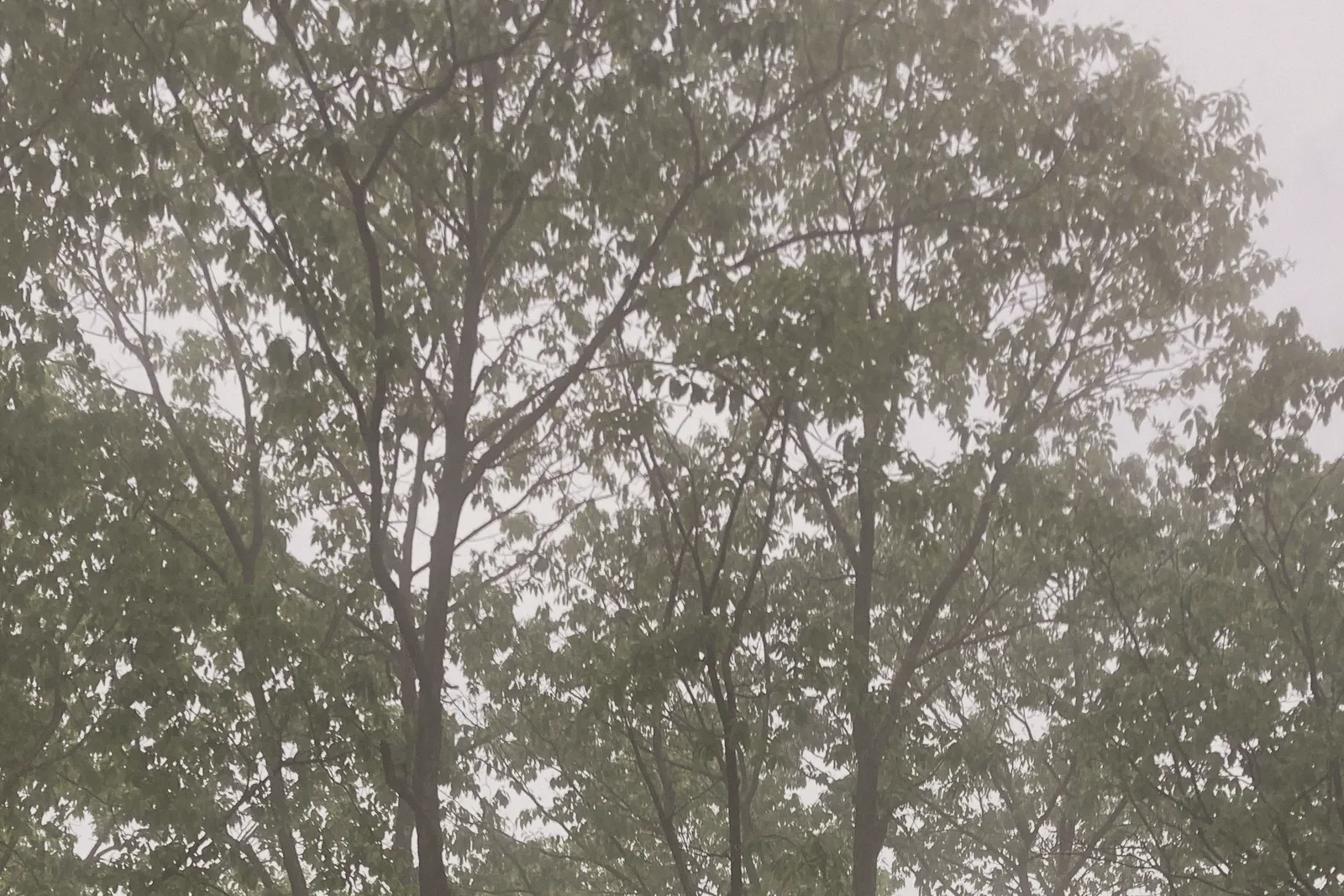 Tall trees in grey mist, seen from below.