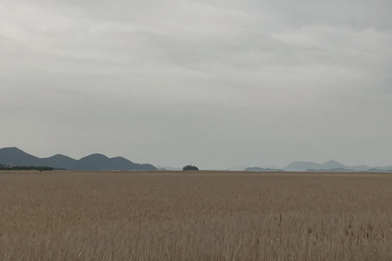 A flat field of dry reeds under a pale sky with low hills in the distance.