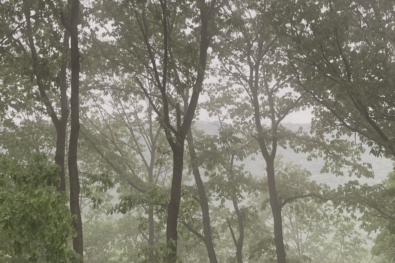 Tall trees fading into a pale mist.