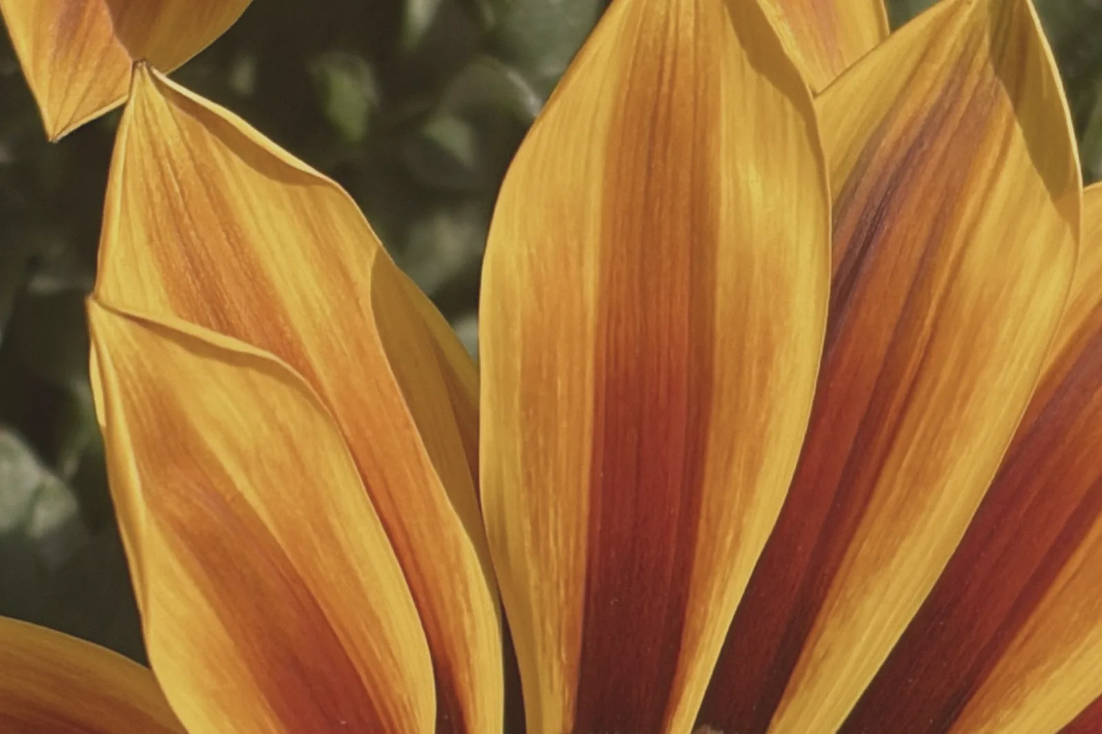 Close-up of orange petals radiating from a flower's centre.