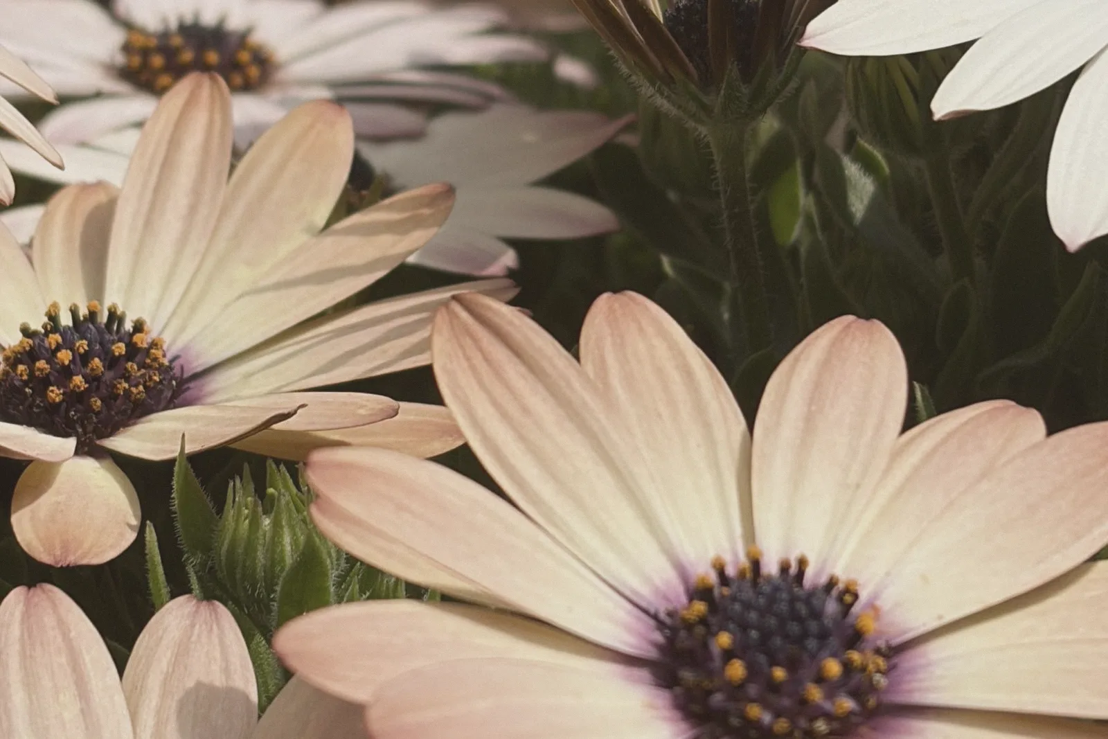 Close-up of pale daisies with violet centres.