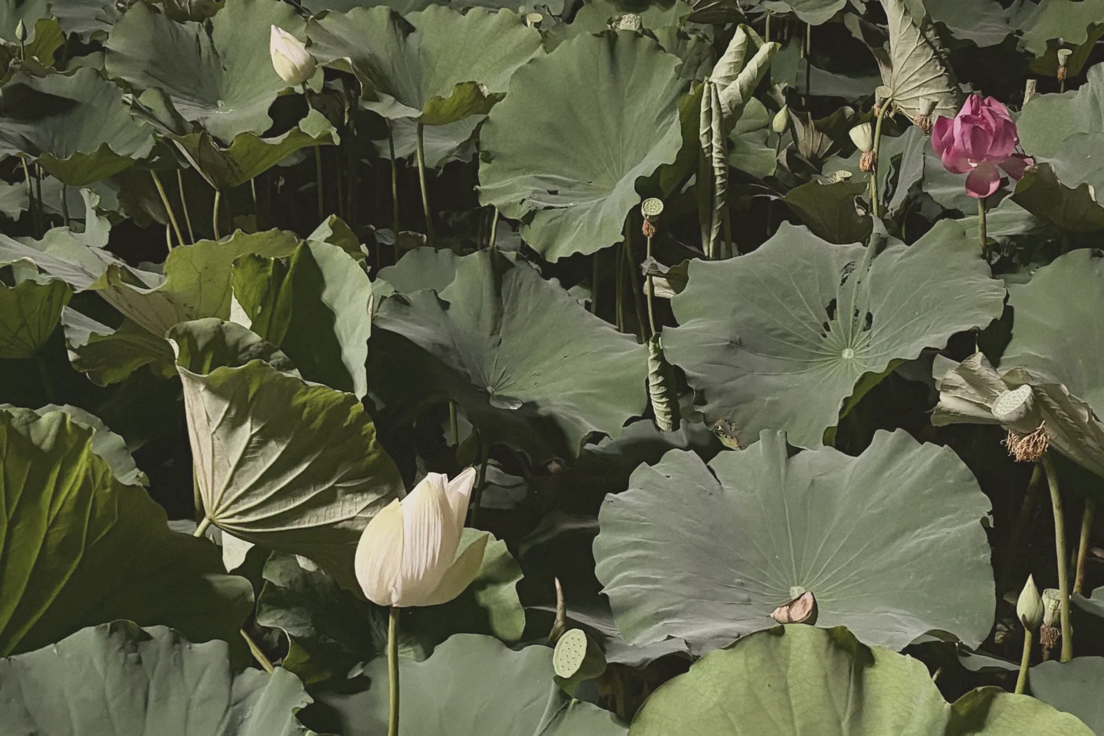Overlapping lotus leaves in soft green light.