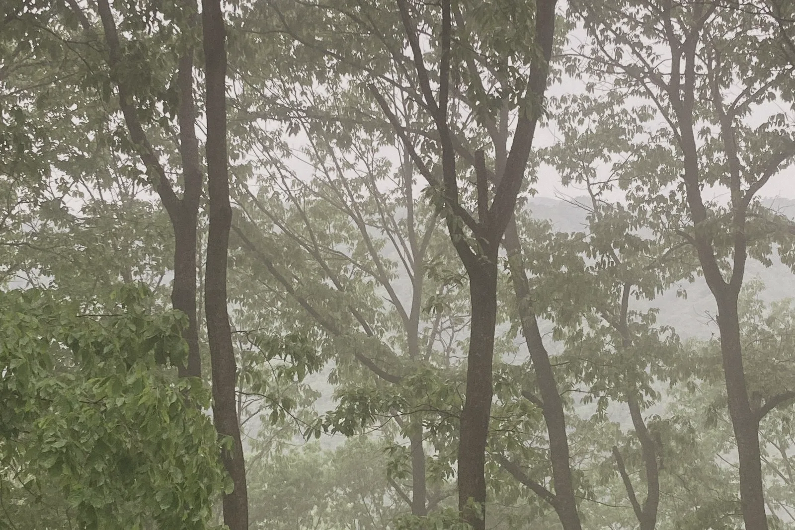 Tall trees softened by morning mist.