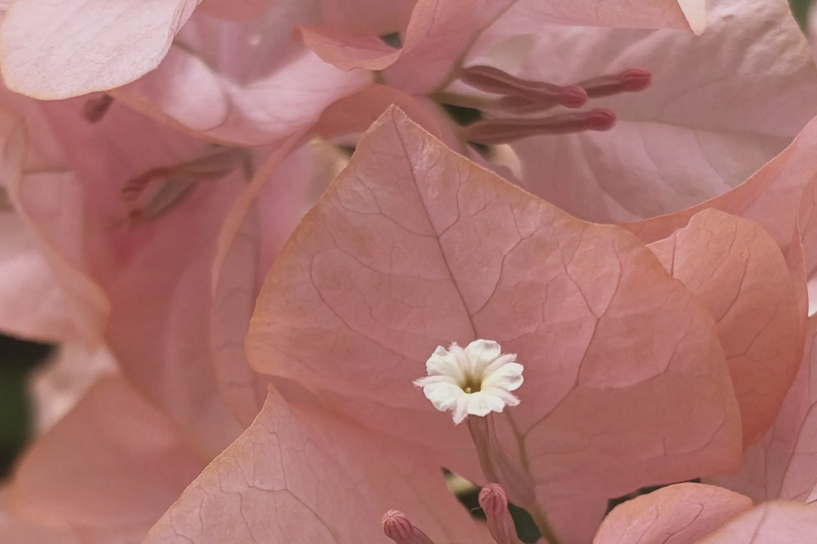 Close-up of papery pink bougainvillea petals.