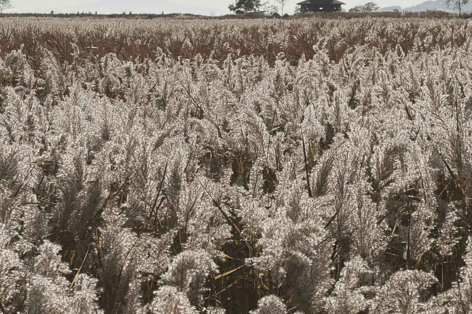 A field of soft, feathery reed heads.