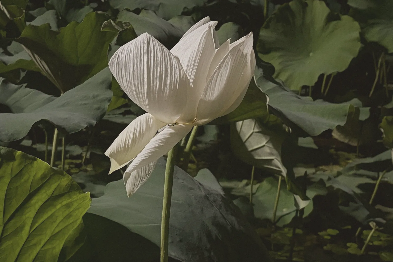 A white lotus flower opening above dark leaves.