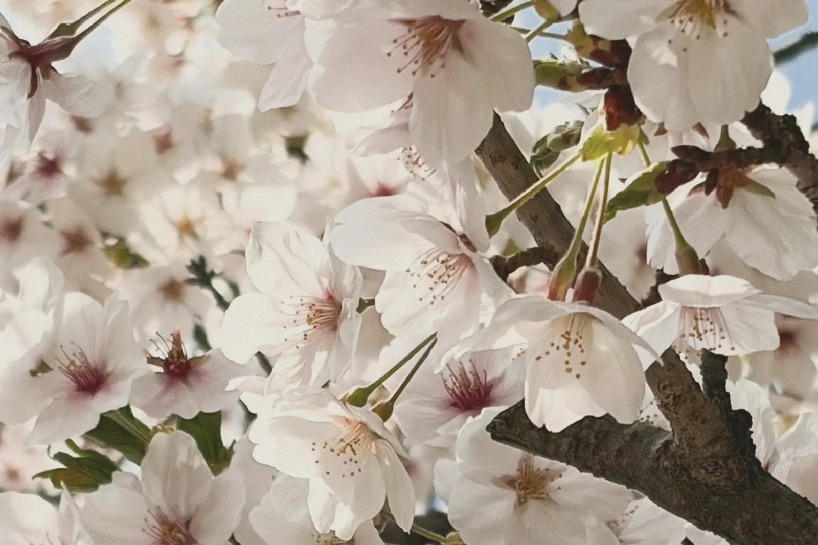Pale cherry blossoms against a soft sky.
