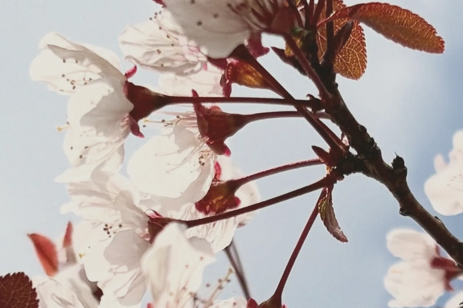 Close-up of red leaves and pale blossoms.